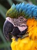 Macaw ii